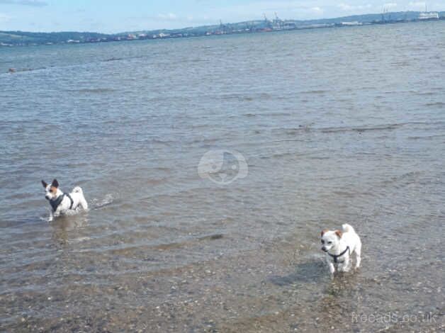 8 year old female Jack Russel called Alice for sale in Newtownabbey, Newtownabbey - Image 3