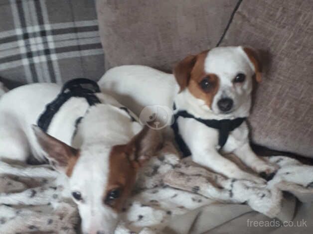 Jack Russell Puppies for sale