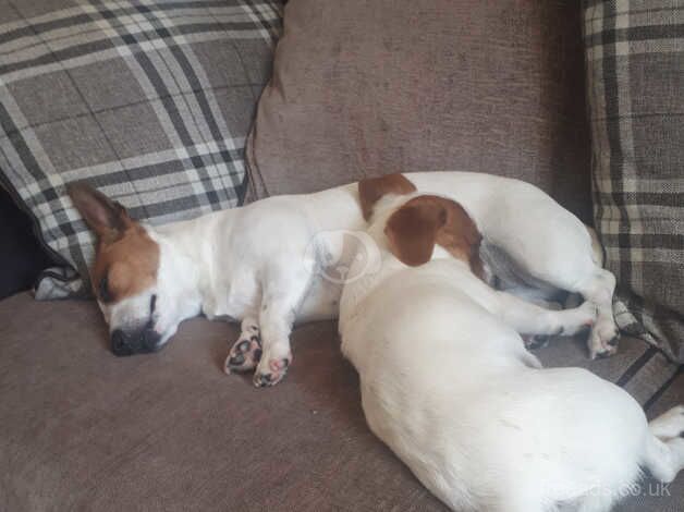 8 year old female Jack Russel called Alice for sale in Newtownabbey, Newtownabbey - Image 5