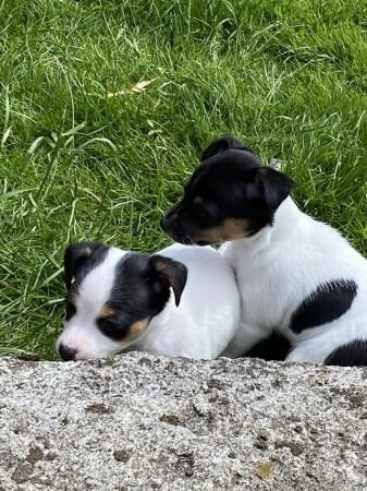 9 1/2 week old female Jack Russell for sale in Camborne, Cornwall