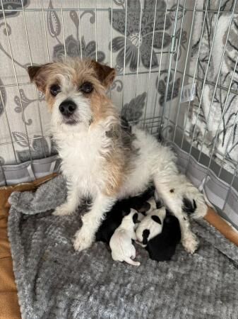 9 Jack Russel Puppies for sale in Aaron's Hill, Surrey - Image 1