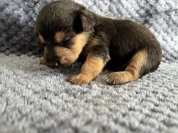 9 Jack Russel Puppies for sale in Aaron's Hill, Surrey - Image 2