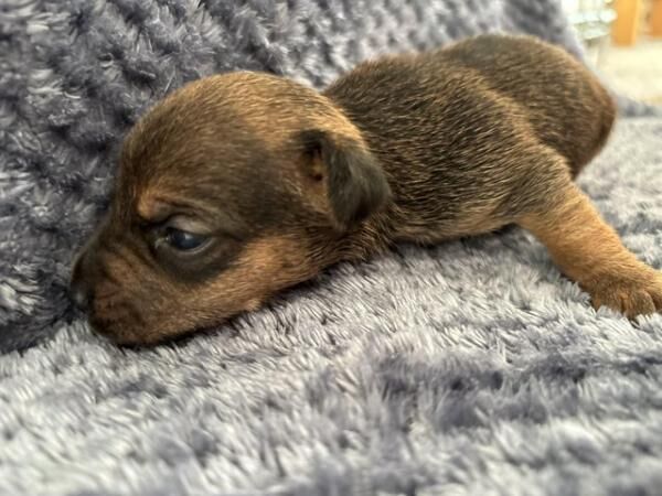 9 Jack Russel Puppies for sale in Aaron's Hill, Surrey - Image 3