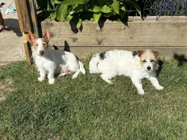 9 Jack Russel Puppies for sale in Aaron's Hill, Surrey - Image 5