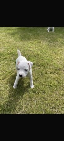 9 week old jack Russell pup for sale in Egremont, Cumbria