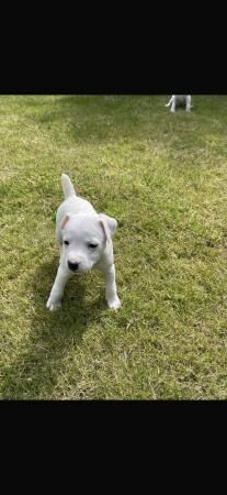 9 week old jack Russell pup for sale in Egremont, Cumbria - Image 1