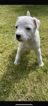 9 week old jack Russell pup for sale in Egremont, Cumbria - Image 2