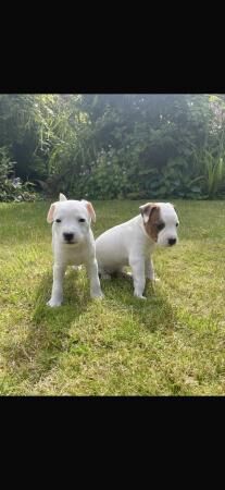 9 week old jack Russell pup for sale in Egremont, Cumbria - Image 3