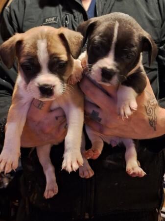9week frenchbulldog/Jack russell pups for sale in Birmingham, West Midlands - Image 1