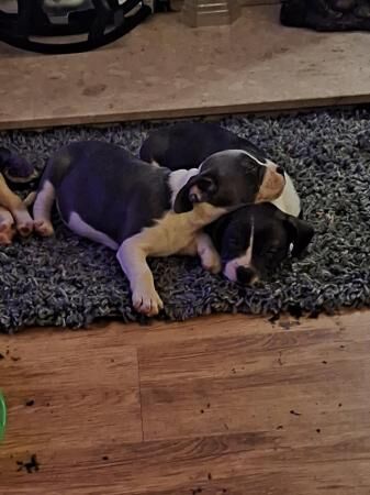 9week frenchbulldog/Jack russell pups for sale in Birmingham, West Midlands - Image 3