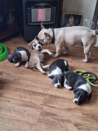9week frenchbulldog/Jack russell pups for sale in Birmingham, West Midlands - Image 4