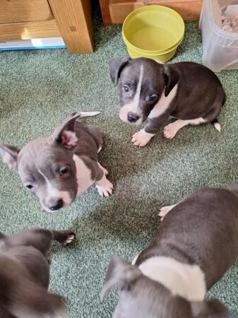 9week frenchbulldog/Jack russell pups for sale in Birmingham, West Midlands - Image 5