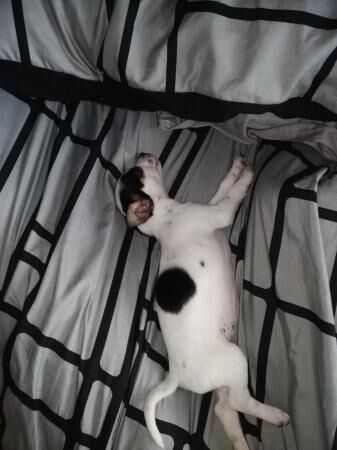 Adorable ?? 9 weeks old jack Russell girl for sale in New England, Somerset - Image 2