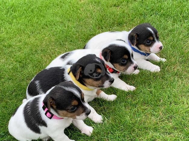 Adorable little Jack Russells for sale in Llandovery/Llanymddyfri, Carmarthenshire - Image 1