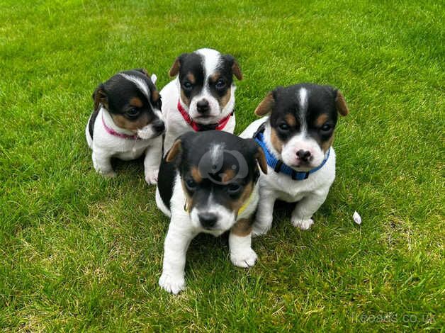 Adorable little Jack Russells for sale in Llandovery/Llanymddyfri, Carmarthenshire - Image 2