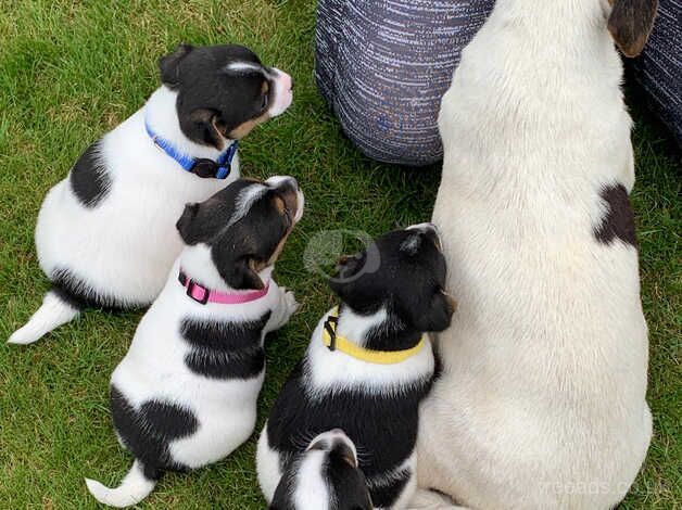 Adorable little Jack Russells for sale in Llandovery/Llanymddyfri, Carmarthenshire - Image 3