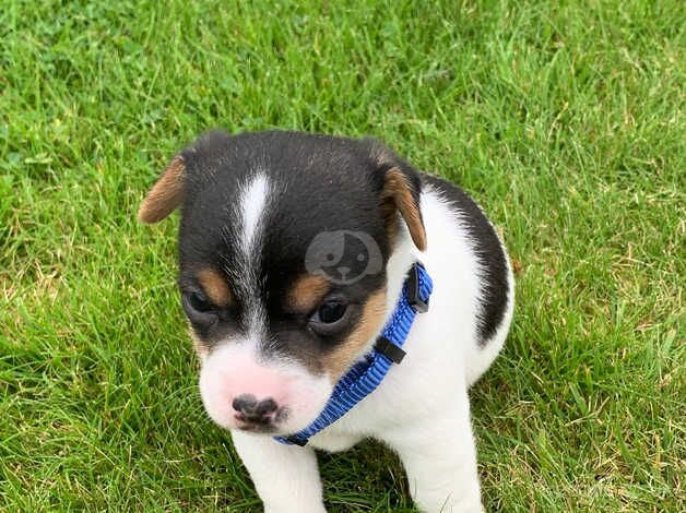 Adorable little Jack Russells for sale in Llandovery/Llanymddyfri, Carmarthenshire - Image 4