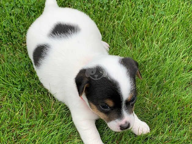 Adorable little Jack Russells for sale in Llandovery/Llanymddyfri, Carmarthenshire - Image 5