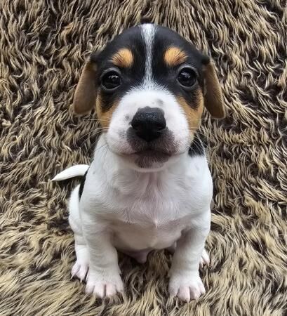 Adorable miniature Jack Russell Terrier puppies for sale in Driffield, East Riding of Yorkshire