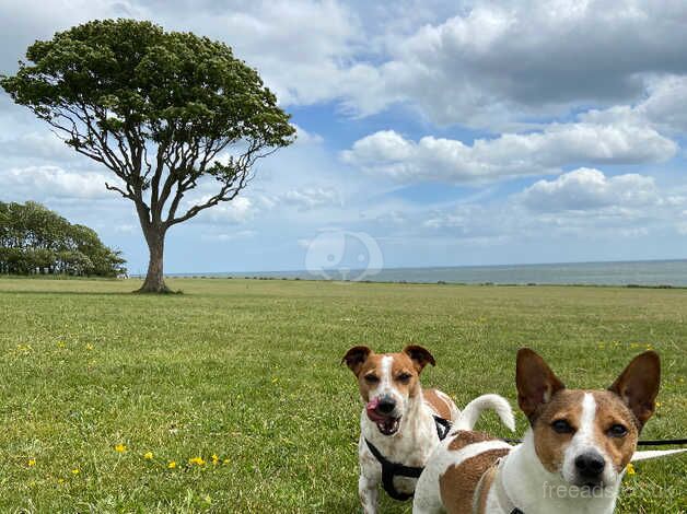 Alfie & Max - dog share for sale in Bishop's Hull, Somerset