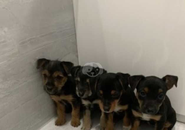 Amazing Jack Russell x Yorkshire Terrier puppies. Ready for new homes now for sale in Harleston, Norfolk