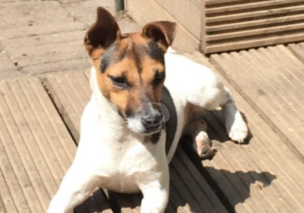 Amazing Jack Russell x Yorkshire Terrier puppies. Ready for new homes now for sale in Harleston, Norfolk - Image 2