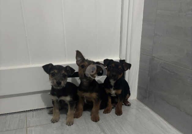 Amazing Jack Russell x Yorkshire Terrier puppies. Ready for new homes now for sale in Harleston, Norfolk - Image 3