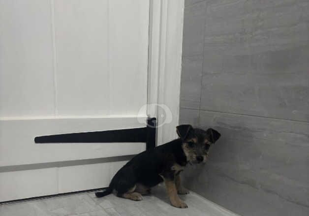 Amazing Jack Russell x Yorkshire Terrier puppies. Ready for new homes now for sale in Harleston, Norfolk - Image 4