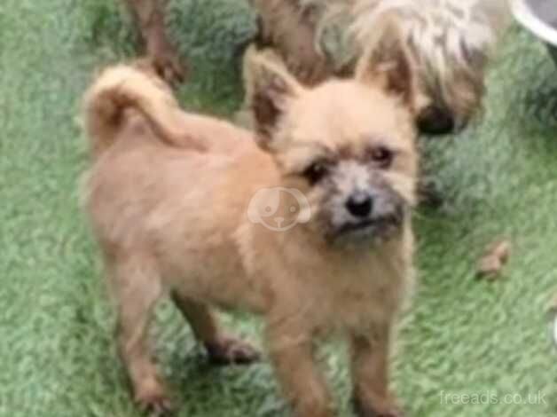 Baby Gizmo for sale in High Wycombe, Buckinghamshire - Image 1