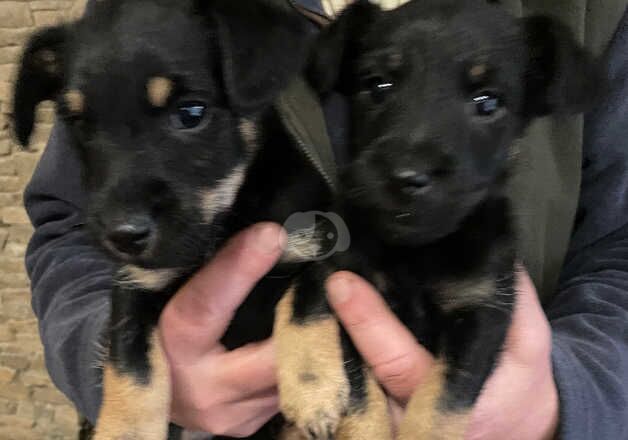 Beautiful black and tan boys for sale in Bewdley, Worcestershire