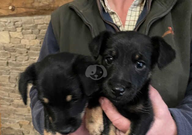 Beautiful black and tan boys for sale in Bewdley, Worcestershire - Image 2