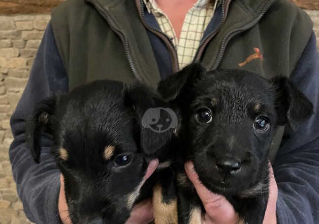 Beautiful black and tan boys for sale in Bewdley, Worcestershire - Image 3