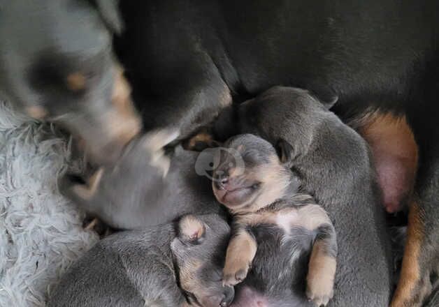 Beautiful Blue and tan Jack Russell pups for sale in Newcastle upon Tyne, Tyne and Wear - Image 2