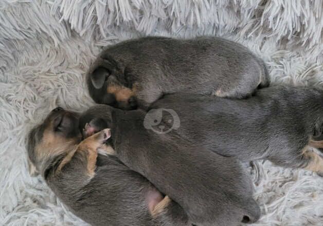 Beautiful Blue and tan Jack Russell pups for sale in Newcastle upon Tyne, Tyne and Wear - Image 3