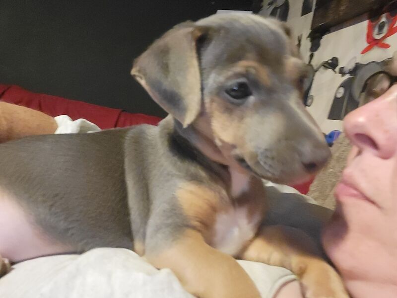 Beautiful Blue female minature jack russell puppy for sale in Walsall, West Midlands - Image 3