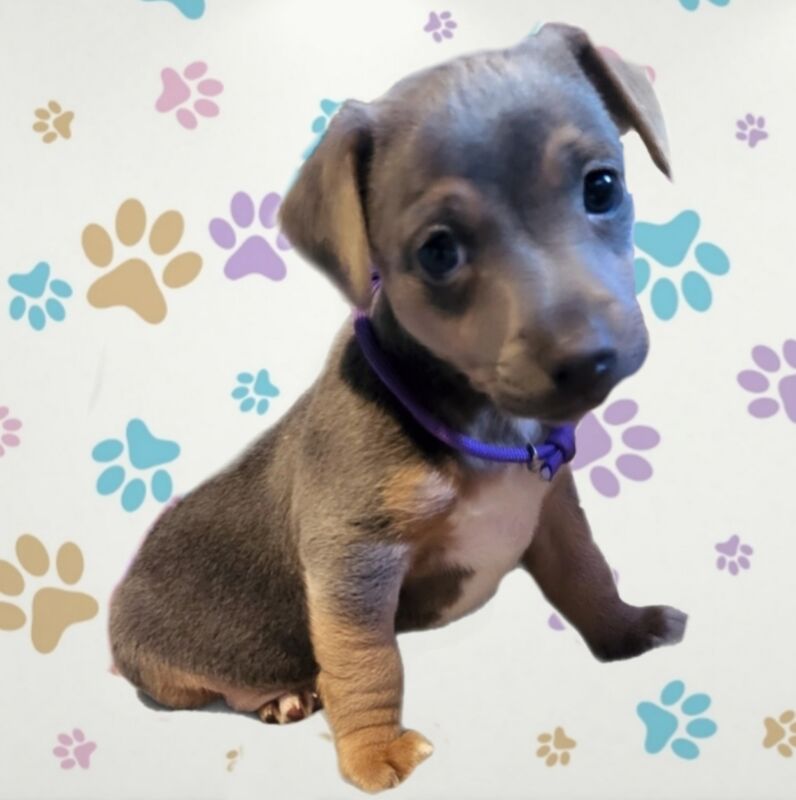 Beautiful Blue female minature jack russell puppy for sale in Walsall, West Midlands - Image 5