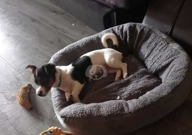 Beautiful boy jack Russell for sale in Kilwinning, North Ayrshire