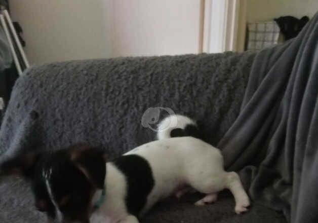 Beautiful boy jack Russell for sale in Kilwinning, North Ayrshire - Image 5