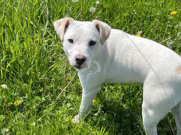 Beautiful boy needing home for sale in Ampthill, Bedfordshire