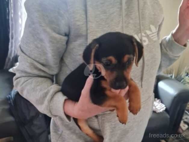 Beautiful female jack russell pup for sale in Kilmarnock, East Ayrshire - Image 1