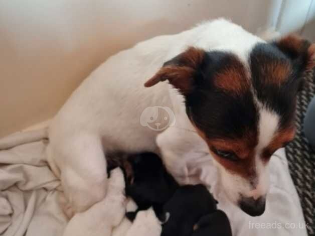 Beautiful female jack russell pup for sale in Kilmarnock, East Ayrshire - Image 2