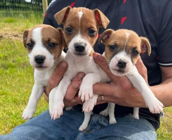 Beautiful Jack Russel Puppies for sale in Knighton/Tref-y-Clawdd, Powys