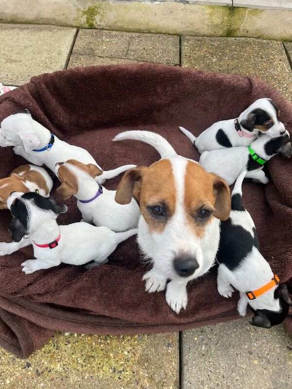 Beautiful Jack Russel Puppies for sale in Wraysbury, Berkshire