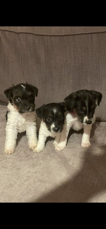 Beautiful jack Russel puppies for sale in Salisbury, Wiltshire