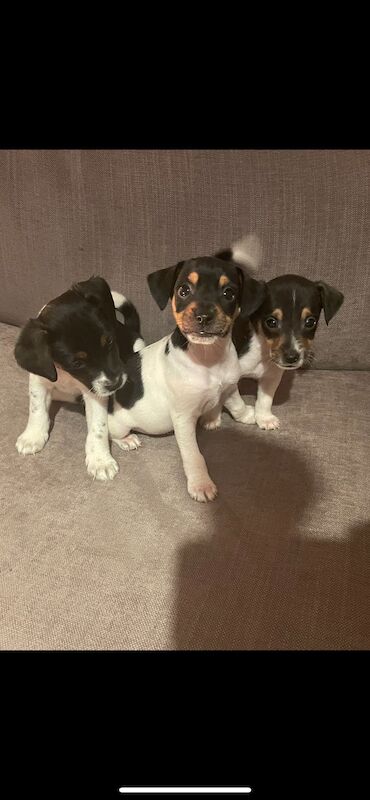 Beautiful jack Russel puppies for sale in Salisbury, Wiltshire - Image 2