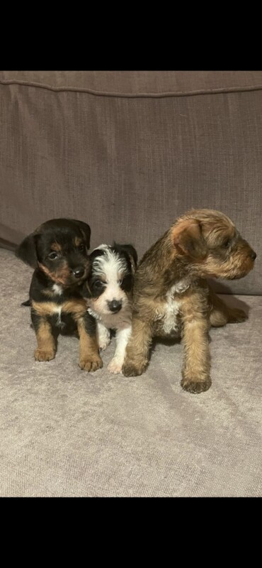 Beautiful jack Russel puppies for sale in Salisbury, Wiltshire - Image 3