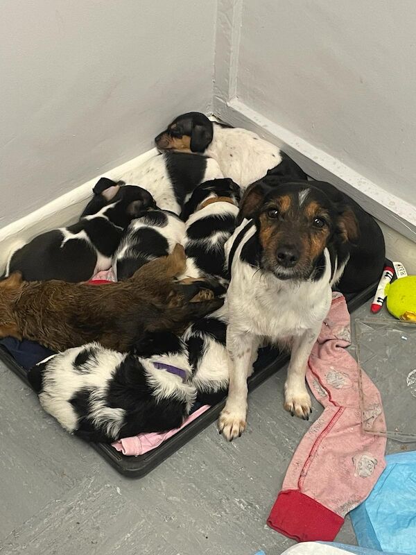 Beautiful jack Russel puppies for sale in Salisbury, Wiltshire - Image 4