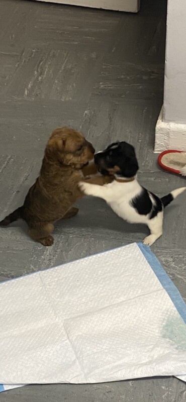 Beautiful jack Russel puppies for sale in Salisbury, Wiltshire - Image 5