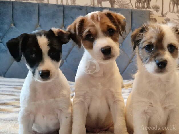 Beautiful Jack Russel Puppies for sale in Andover, Hampshire