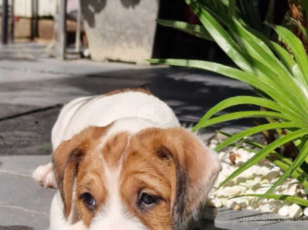 Beautiful Jack Russel Puppies for sale in Andover, Hampshire - Image 2